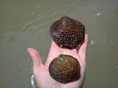 Cyclonaias tuberculata