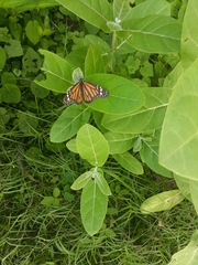 Danaus plexippus