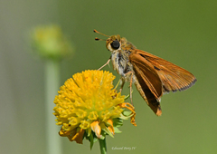 Hesperia meskei straton