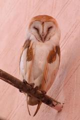 Tyto alba furcata