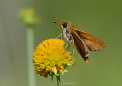 Hesperia meskei straton