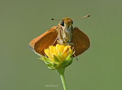 Hesperia meskei straton