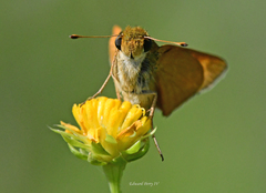 Hesperia meskei straton