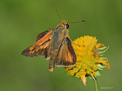Hesperia meskei straton