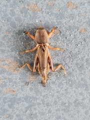 Neoscapteriscus vicinus