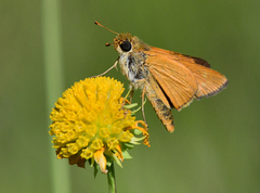 Hesperia meskei straton