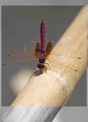 Trithemis aurora