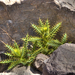 Cirsium chrysacanthum - Photo (c) David Gil, some rights reserved (CC BY-SA)