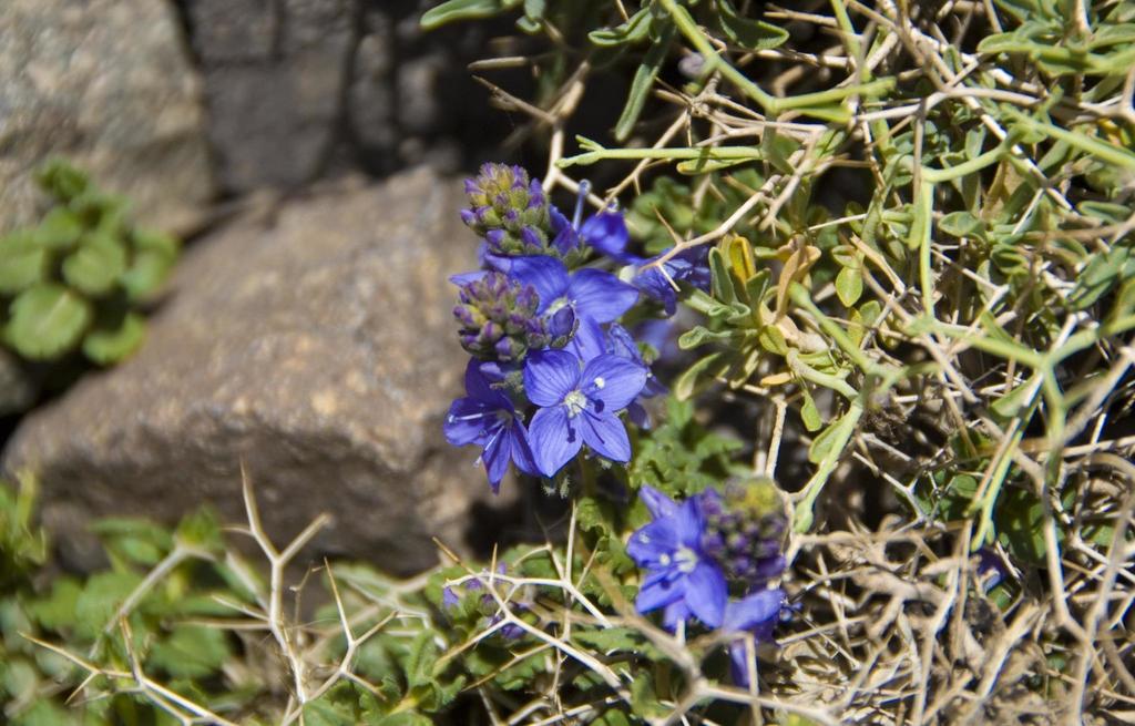 Veronica rosea