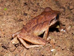 Pristimantis achatinus