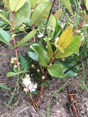 Eugenia albanensis