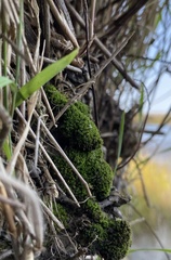 Weissia brachycarpa