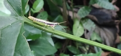 Neorthacris