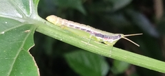 Neorthacris
