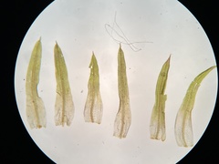Weissia brachycarpa