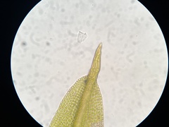 Weissia brachycarpa