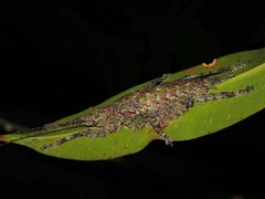 Olcinia
