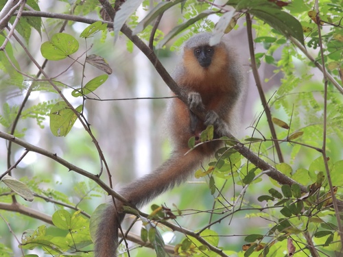Red-bellied Titi
