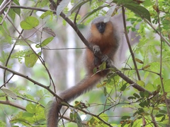 Plecturocebus moloch