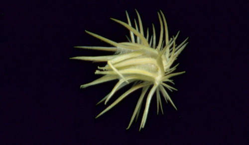 Indian sandbur (Cenchrus biflorus)