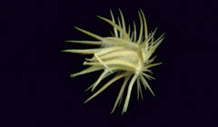 Cenchrus biflorus image