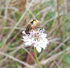 Helophilus trivittatus