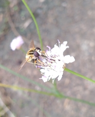 Helophilus trivittatus