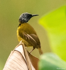 Hypergerus atriceps