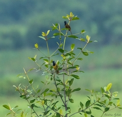 Hypergerus atriceps