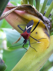 Leptoscelis militaris