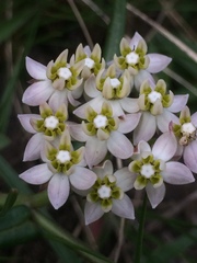 Asclepias flexuosa