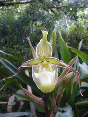 Phragmipedium
