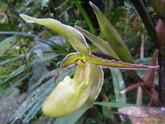Phragmipedium