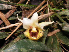 Benzingia thienii