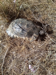 Testudo marginata