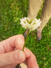 Trifolium repens