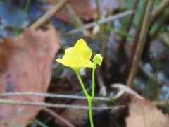 Utricularia radiata