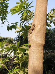 Funambulus pennantii