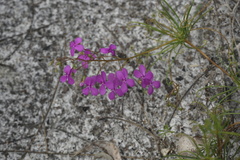 Stylidium scandens