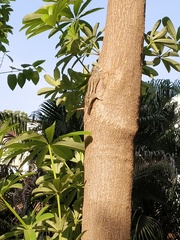 Funambulus pennantii