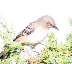 Mimus polyglottos polyglottos