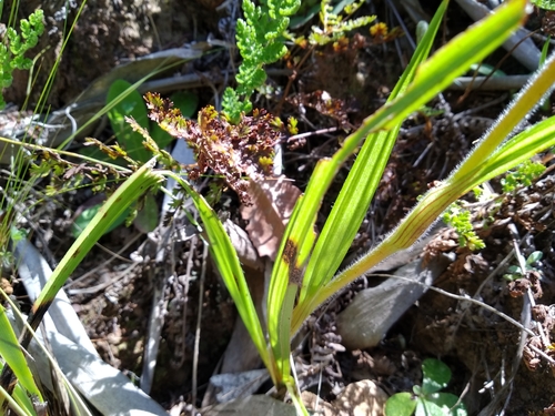 Image of Wachendorfia brachyandra by (c) De Waal Hugo, some rights reserved (CC BY)