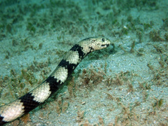 Hydrophis coggeri