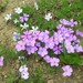 Spreading Phlox - Photo (c) J Brew, some rights reserved (CC BY-SA), uploaded by J Brew