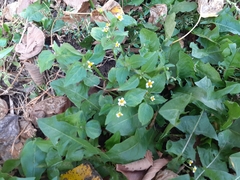 Galinsoga quadriradiata