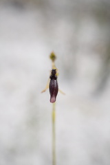 Drakaea thynniphila