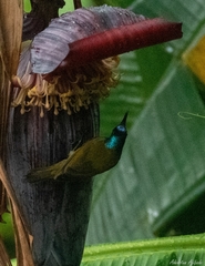 Cyanomitra verticalis