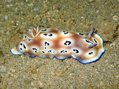 Goniobranchus leopardus