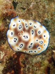 Goniobranchus leopardus