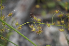 Drosera sulphurea